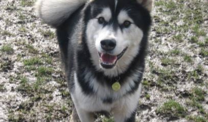 Nero – 2 year old male Alaskan Malamute dog for adoption