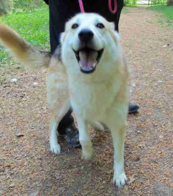 Posts by Animal Helpline Dog Rescue Peterborough Dogs for Adoption