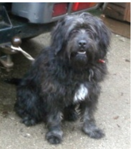 Wowzer 1 3 Year Old Male Bearded Collie Cross Available For Adoption Year Old Male Bearded Collie Cross