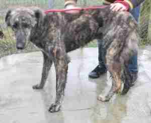Wally 1 2 Year Old Male Lurcher Available For Adoption