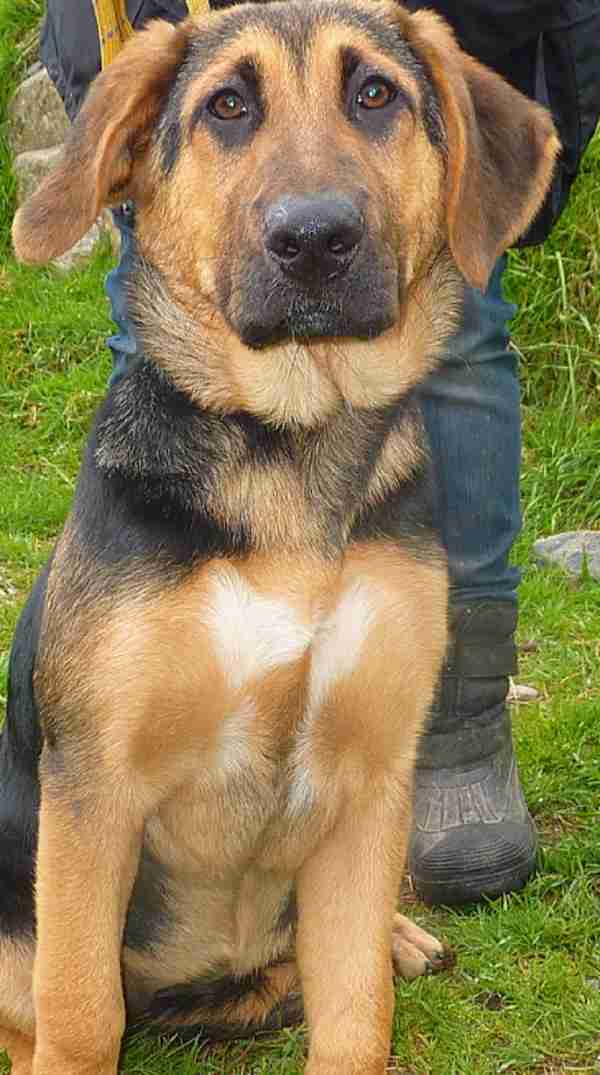 Tippy 16 week old female German Shepherd cross