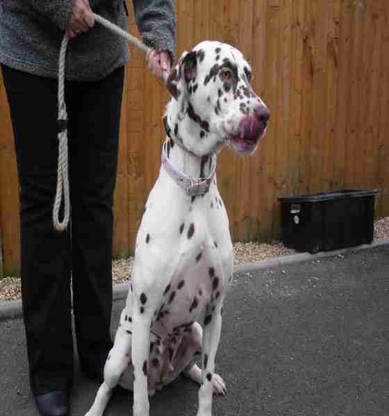 Seren 4 year old female Dalmatian dog for adoption