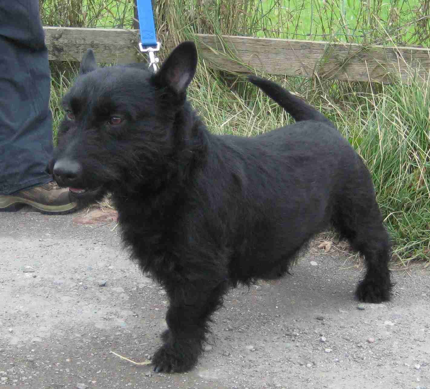 Dillon 5 year old male Scottish Terrier Cross dog for adoption