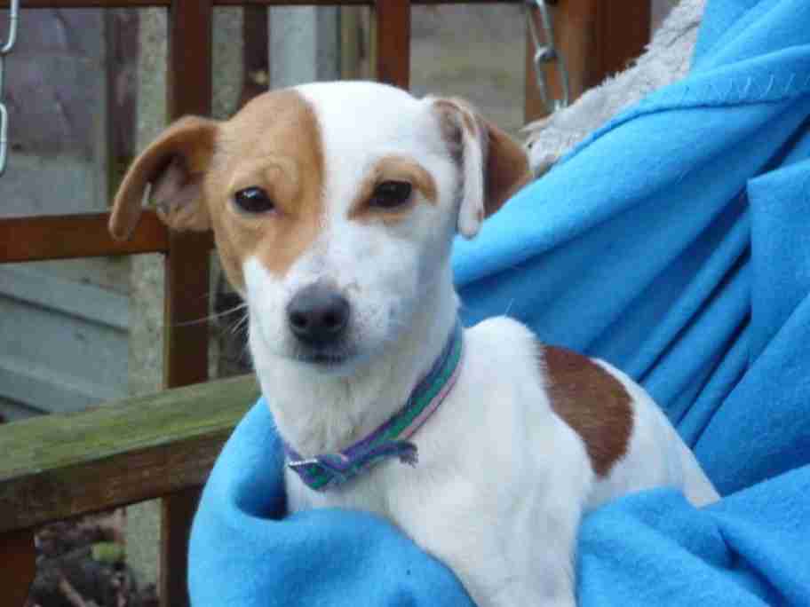 Sophie 2 year old female Jack Russell Terrier Cross dog for adoption