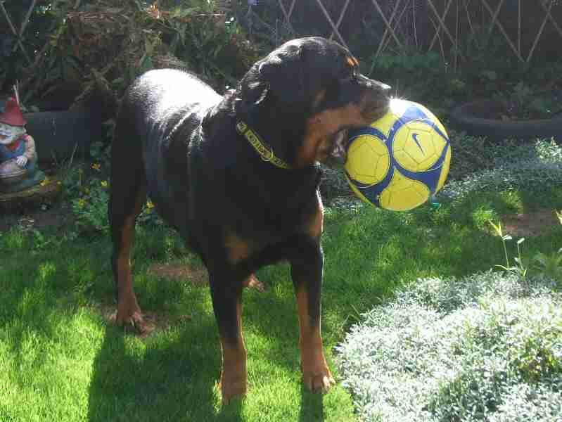 Posts by Fife Rottweiler Rescue Dogs for Adoption & Rescue