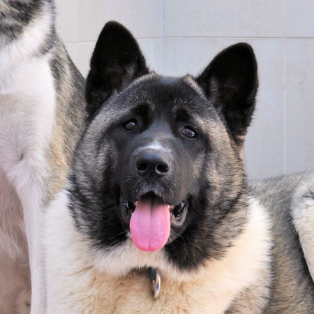 Meko – 7 month old female Japanese Akita dog for adoption