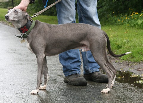 Ben – 5 Year Old Male Whippet Dog For Adoption