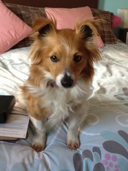 Tess – 7 year old female Jack Russell Terrier cross Pomeranian dog for