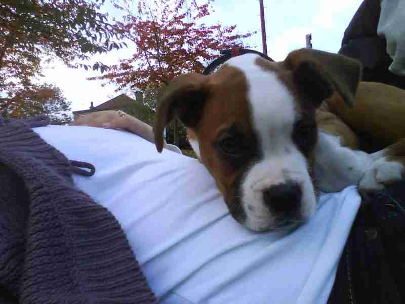Cooper 9 months old male Boxer dog for adoption