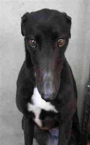 Flo – 2 year old female Greyhound dog for adoption