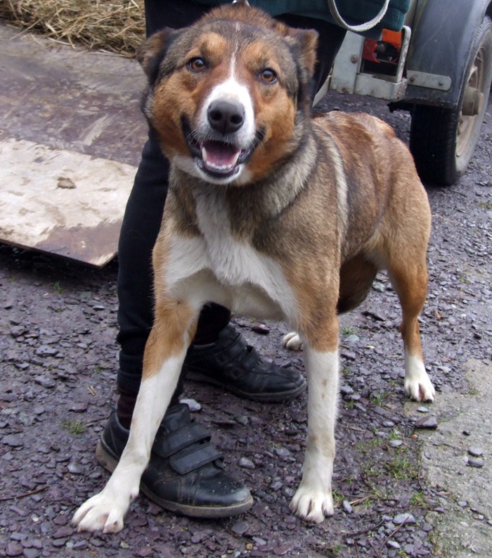 Lassie 18 Month Old Female Welsh Sheepdog Available For Adoption