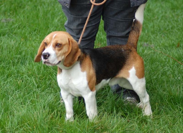 Taylor – 8-10 Month Old Male Beagle Dog For Adoption