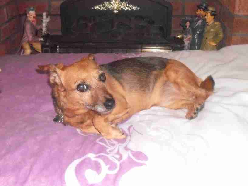 Posts by Pet Rehome Bolton Dogs for Adoption & Rescue