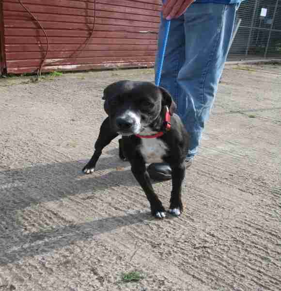 Posts by Danemere Animal Rescue Worcestershire Dogs for Adoption