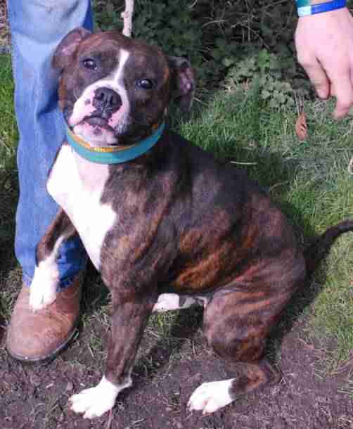 Posts by Panton Kennels Lincolnshire Dogs for Adoption & Rescue