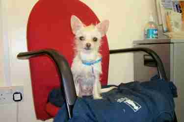 portuguese podengo pequeno chihuahua mix portuguese podengo pequeno chihuahua mix