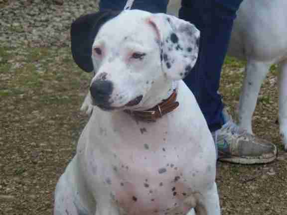 Posts by Old Farm Animal Sanctuary Wiltshire Dogs for