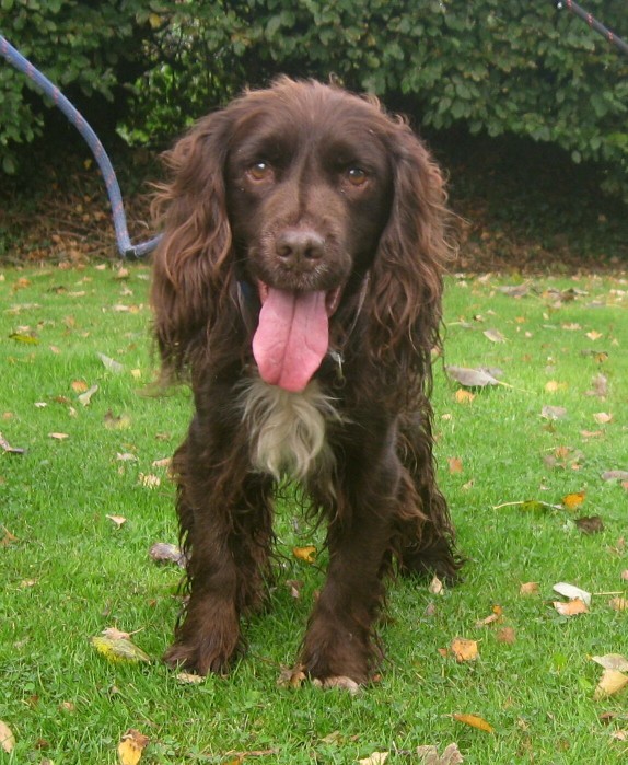 Carrie 10 Year Old Female English Cocker Spaniel Available For