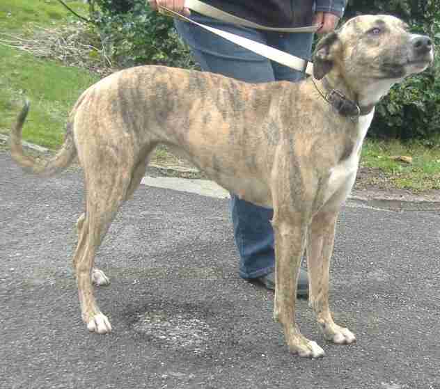 Ruby female Bull Terrier cross Collie cross Greyhound dog for adoption Ruby female Bull Terrier cross Collie cross Greyhound dog for adoption