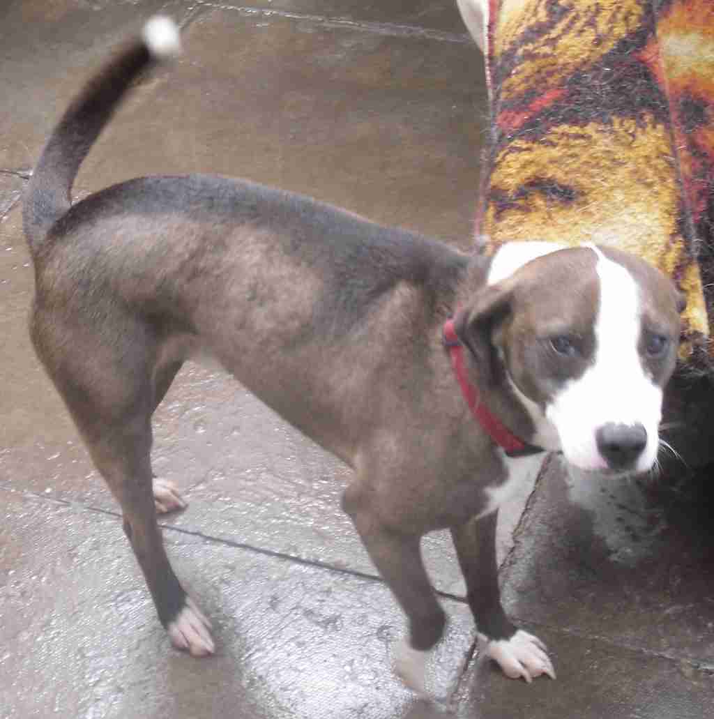 Posts by Animal Allsorts Rescue Birmingham Dogs for Adoption & Rescue