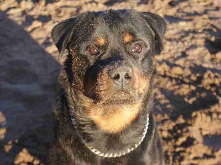 Posts by Fife Rottweiler Rescue Dogs for Adoption & Rescue