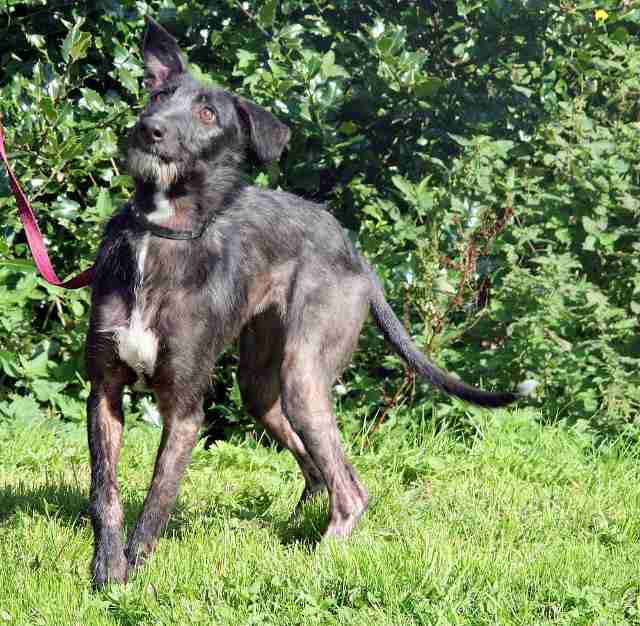 Pansy 1012 month old female Whippet cross Bedlington Terrier dog for