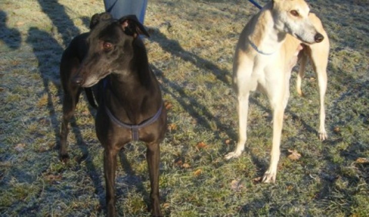 Lady – 4 1/2 year old female Greyhound dog for adoption