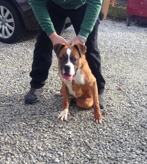 Scout 6 Month Old Male Boxer Cross Dog For Adoption