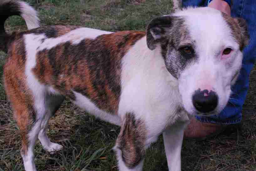 Posts by Panton Kennels Lincolnshire Dogs for Adoption & Rescue