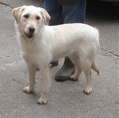 Polly 1 Year Old Female Labradoodle Available For Adoption