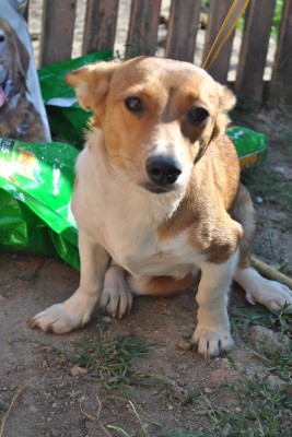 Alma 2 1 2 Year Old Female Corgi Cross Available For Adoption