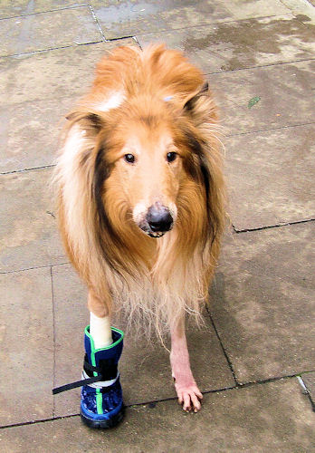 Hobo – 8 year old male Rough Collie dog for adoption