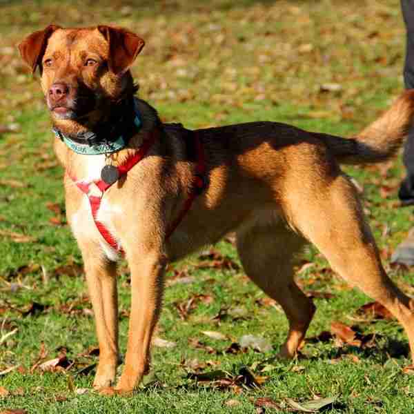 Posts by Wood Green Animal Shelter Dogs for Adoption & Rescue
