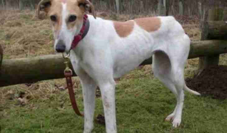 whippet greyhound mix whippet greyhound mix