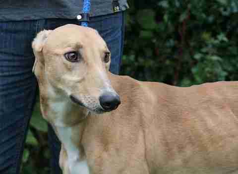 Benny 2 Year Old Male Lurcher Available For Adoption