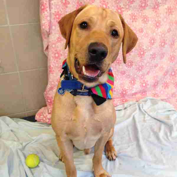 Posts by Mayhew Animal Home Dogs for Adoption & Rescue