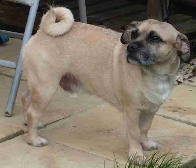 Rocky 4 year old male Pug cross Jack Russell Terrier dog for adoption