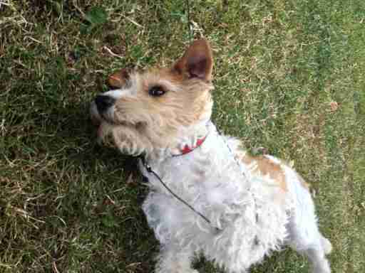 Alf 7 Year Old Male Wire Haired Fox Terrier Available For Adoption