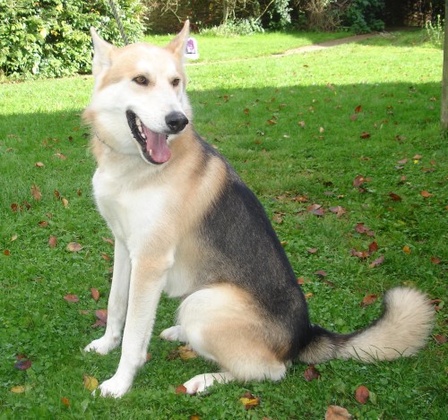 Rocky – 2 year old male Utonagon cross Northern Inuit dog for adoption