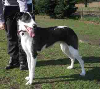 Scamp 2 Year Old Female Lurcher Available For Adoption