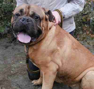 bull mastiff adoption male maximus