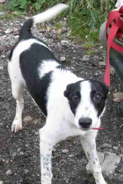 Helen – 4-5 month old female Collie cross Whippet dog for adoption