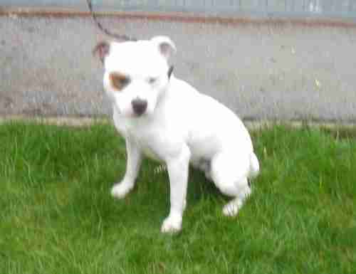 Posts by St Giles Kennels and Rehoming Centre Somerset