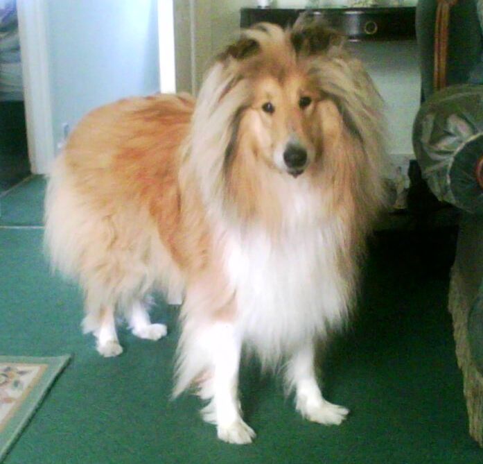 Jamie – 4 year old male Rough Collie dog for adoption