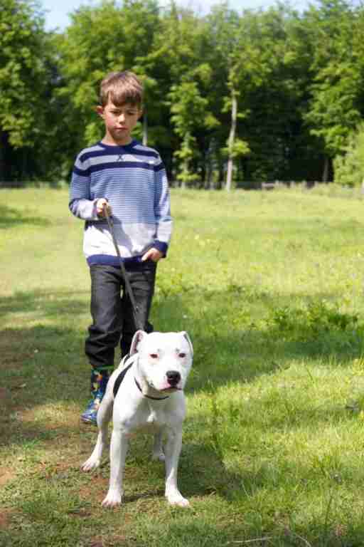 Posts by Animal Helpline Dog Rescue Peterborough Dogs for Adoption