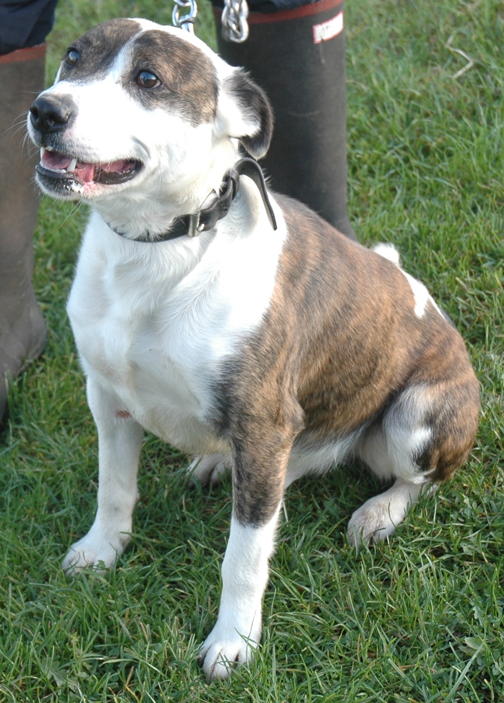Patch – 2 year old male Staffordshire Bull Terrier dog for ...