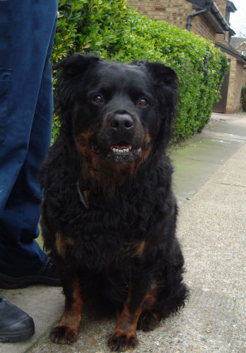 Buster – 6 year old male Rottweiler dog for adoption