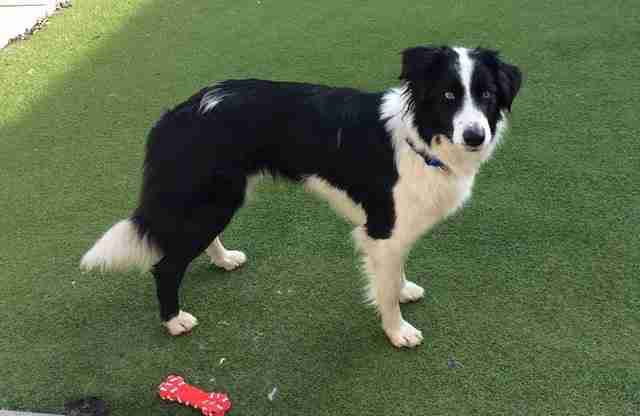 Kerry 1 year old female Border Collie dog for adoption