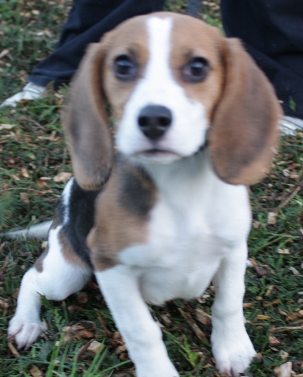 Bella – 4 Month Old Female Beagle Dog For Adoption