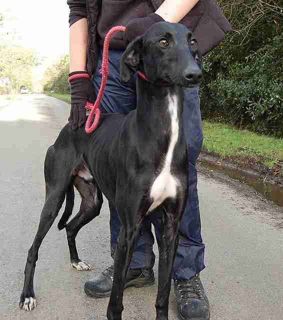 Posts By Greyhound Gap Dogs For Adoption Rescue DogsBlog Page 8